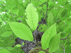 Ostrya virginiana image