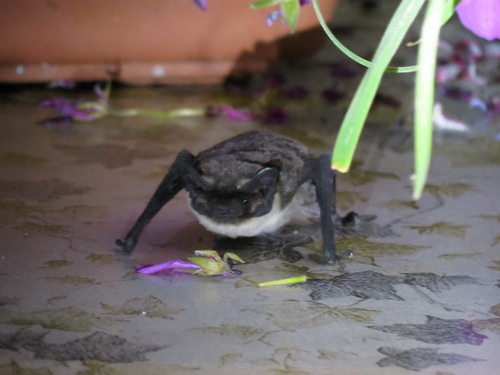 Particoloured Bat, Marijampolė, Lithuania, photo 7 of 10
