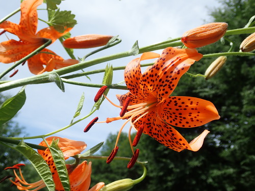 Image of Leichtlin's Lily (Lilium leichtlinii) by (c) Yoshihiro Tokue, some rights reserved (CC BY)