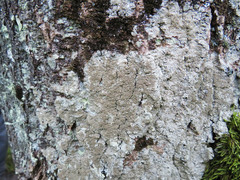 Pertusaria coccodes