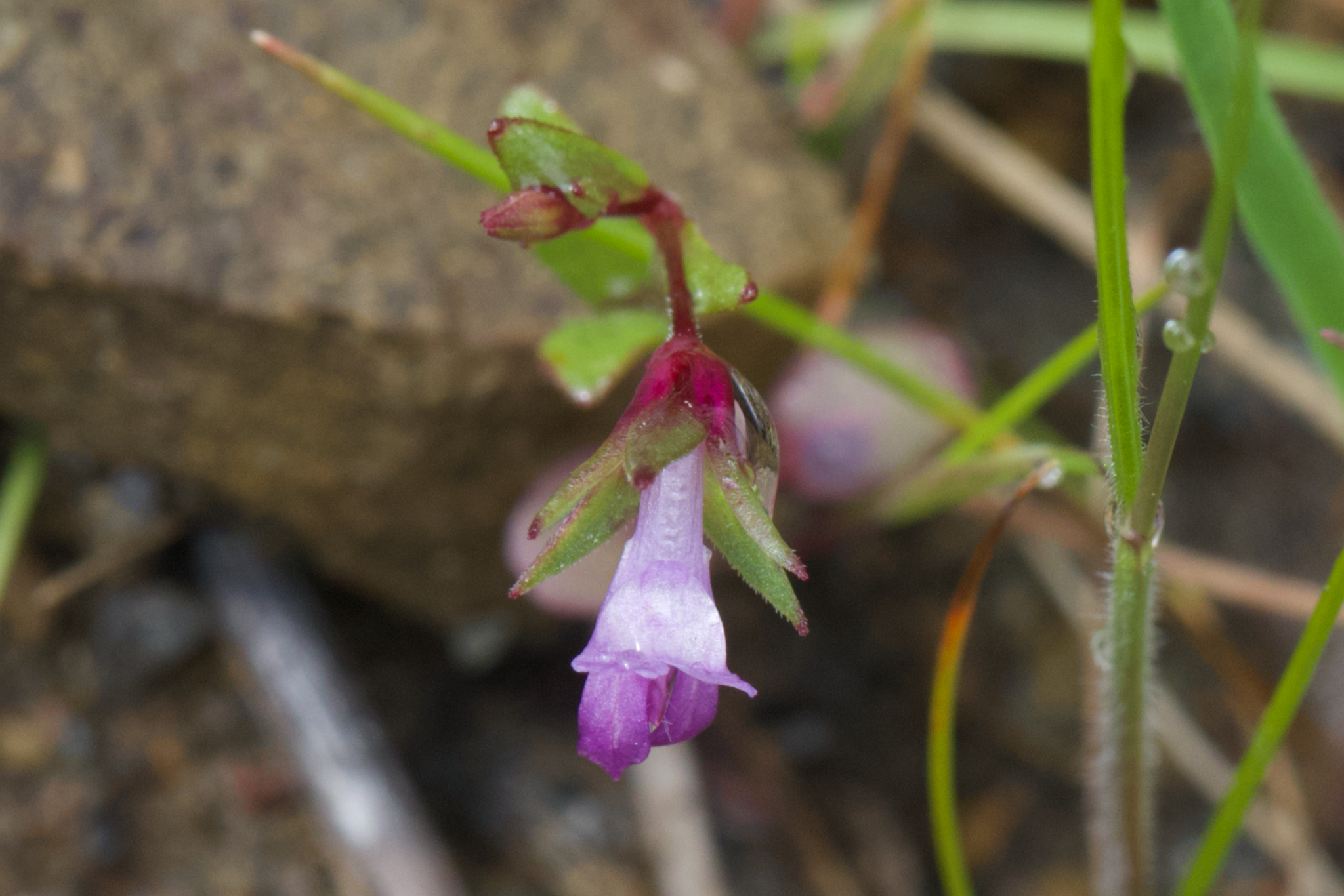 Image of Collinsia sparsiflora by (c) Arvel Hernandez, some rights reserved (CC BY)