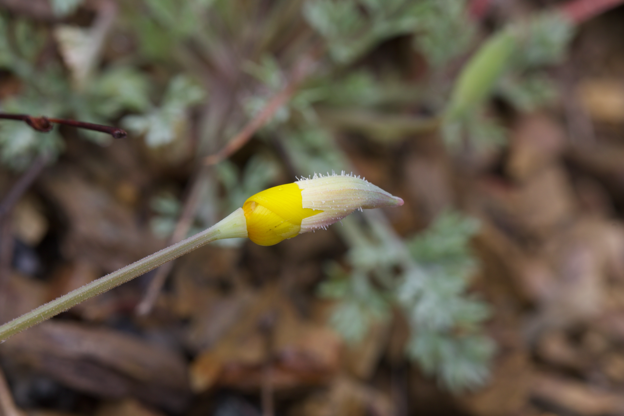 Image of Eschscholzia hypecoides by (c) Arvel Hernandez, some rights reserved (CC BY)