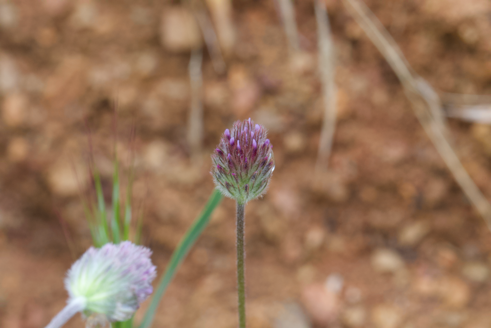 Image of Trifolium albopurpureum by (c) Arvel Hernandez, some rights reserved (CC BY)