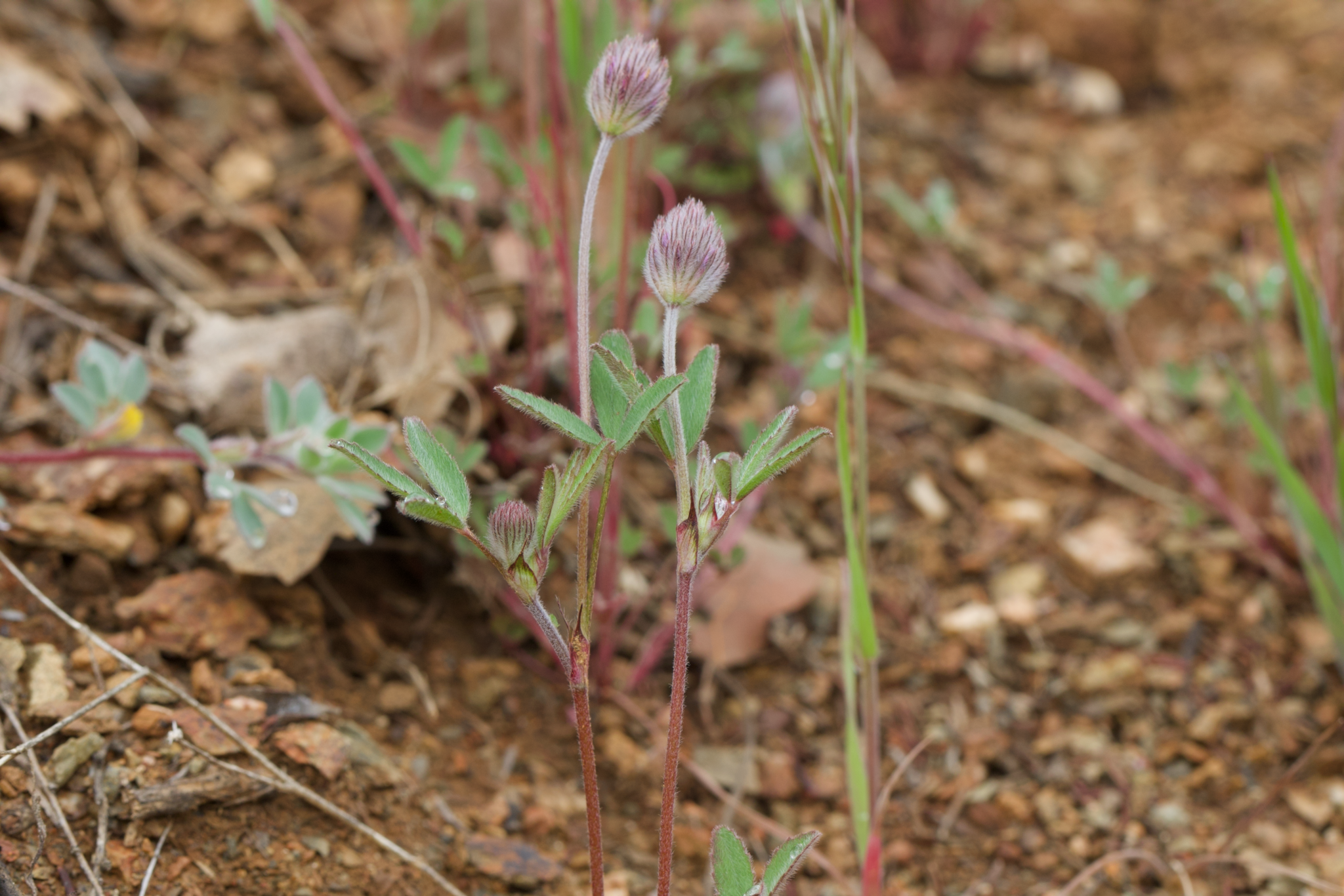 Image of Trifolium albopurpureum by (c) Arvel Hernandez, some rights reserved (CC BY)