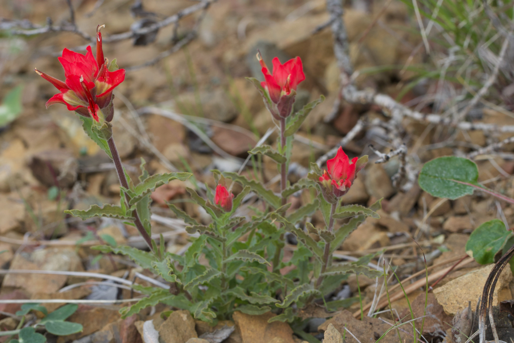 Image of Castilleja martini by (c) Arvel Hernandez, some rights reserved (CC BY)