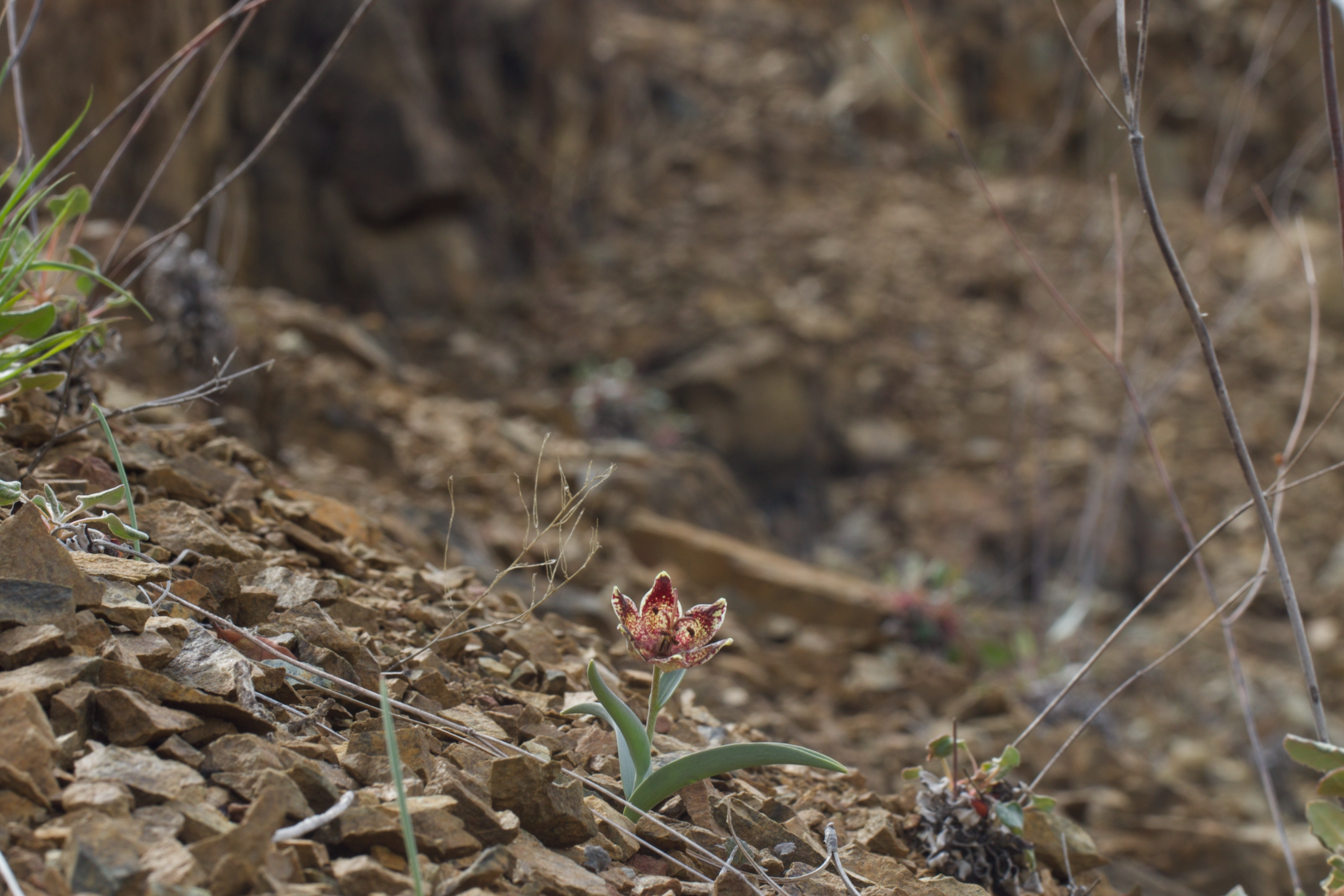 Image of Fritillaria falcata by (c) Arvel Hernandez, some rights reserved (CC BY)