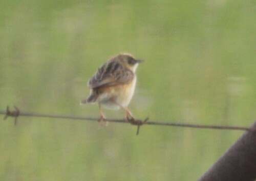 Pale-crowned Cisticola (Cisticola cinnamomeus), photo 3