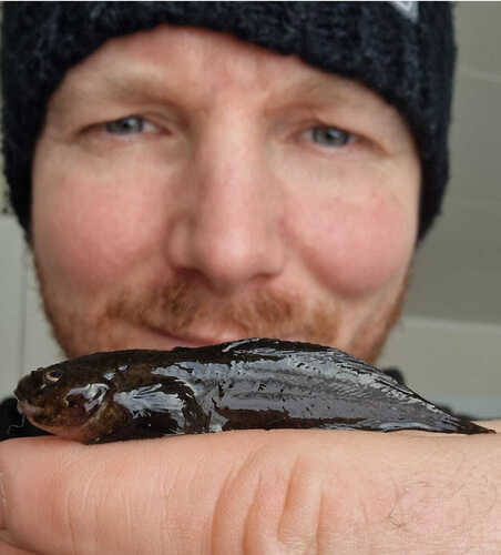 Common Seasnail, Sørøya, Norge, photo 7 of 10