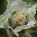 Rubus formosensis - Photo ללא זכויות יוצרים, הועלה על ידי 葉子