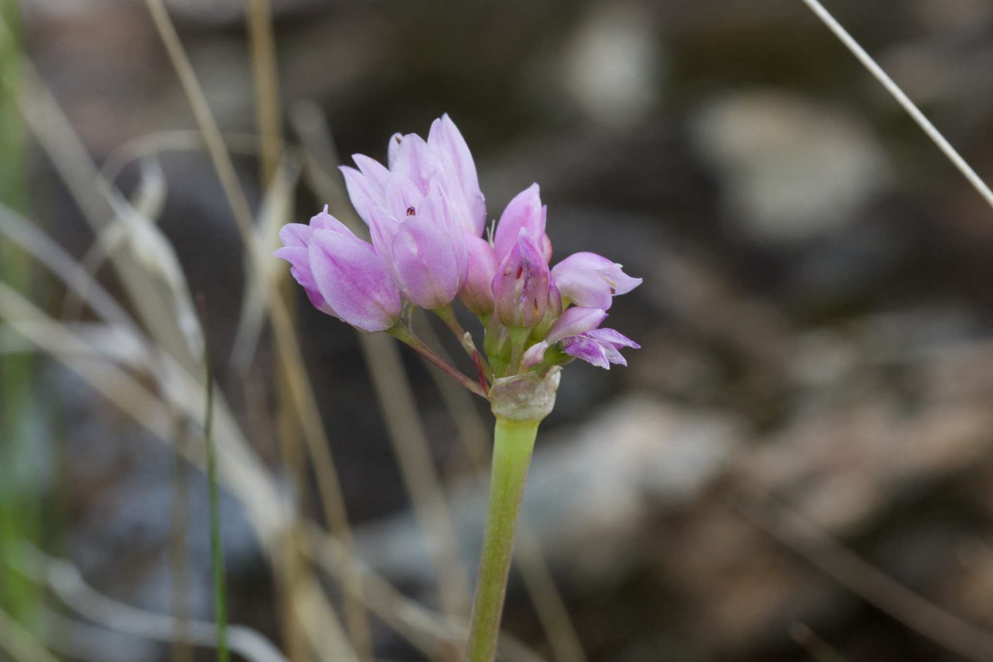 Image of Allium serra by (c) Arvel Hernandez, some rights reserved (CC BY)