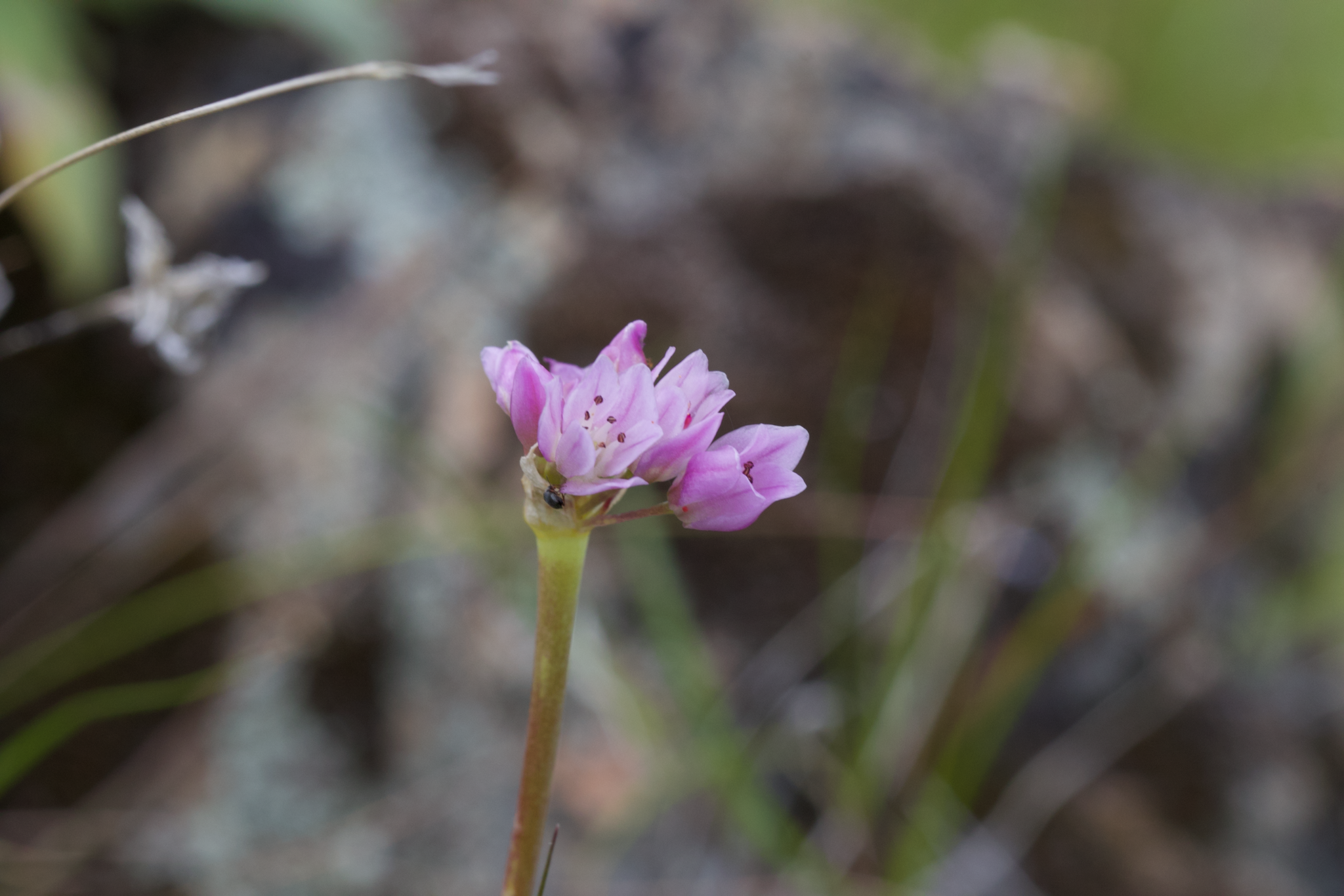 Image of Allium serra by (c) Arvel Hernandez, some rights reserved (CC BY)