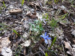 Corydalis tarkiensis