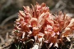 Aphyllon californicum feudgei