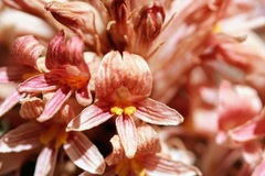 Aphyllon californicum feudgei