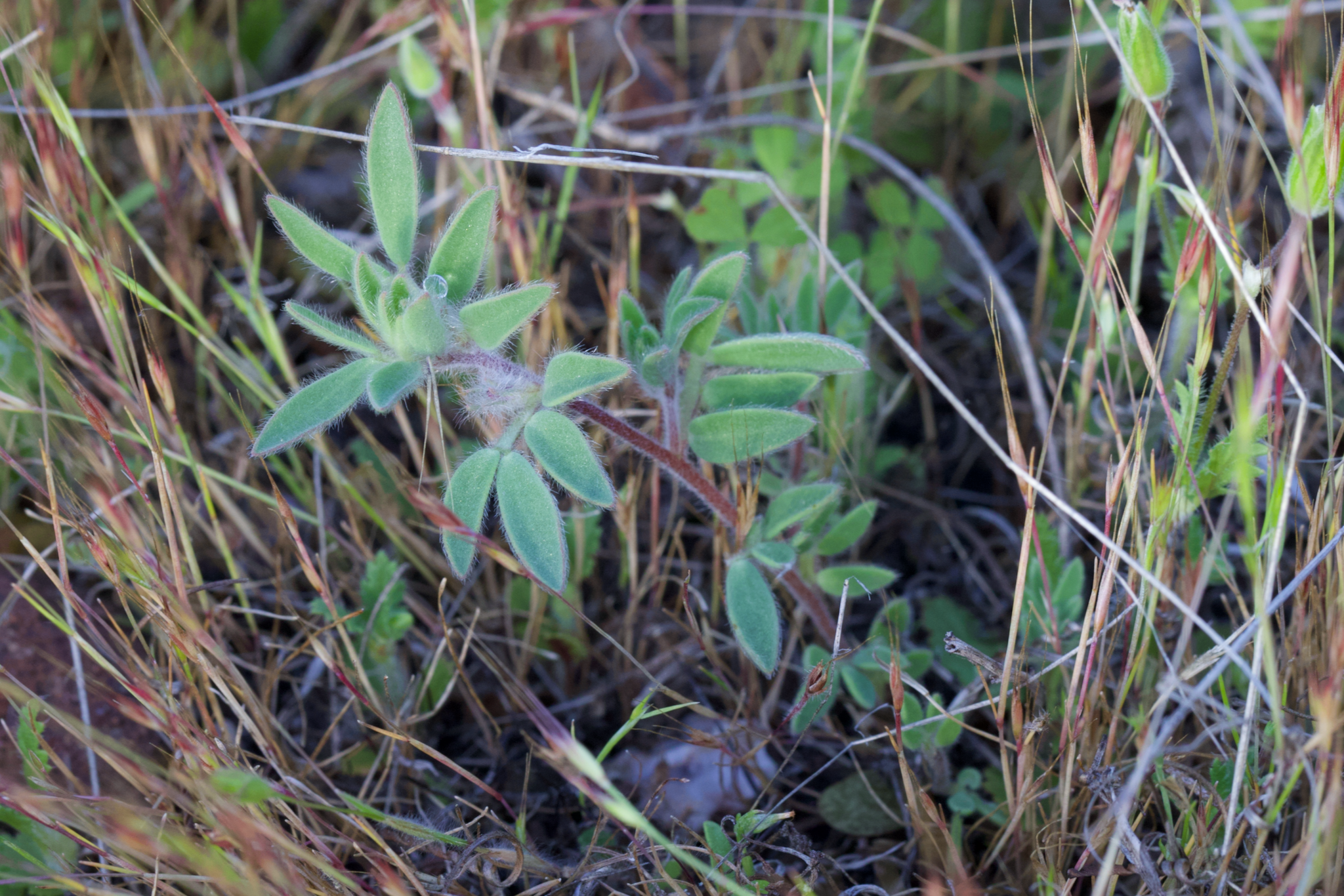 Image of Acmispon rubriflorus by (c) Arvel Hernandez, some rights reserved (CC BY)