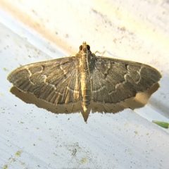 Pilocrocis ramentalis