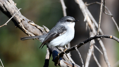 Eopsaltria georgiana