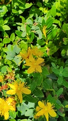 Hypericum maculatum maculatum