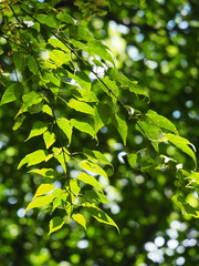 Acer caudatifolium