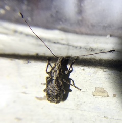 Meconemus infuscatus