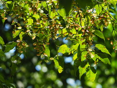 Acer caudatifolium