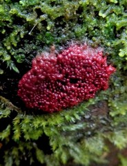 Arcyria stipata
