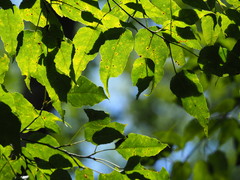 Acer caudatifolium