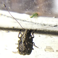 Meconemus infuscatus