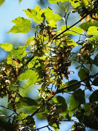 Image of Acer caudatifolium by no rights reserved