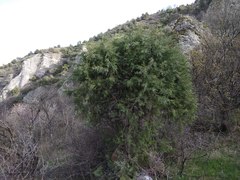Juniperus polycarpos