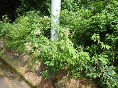 Eupatorium glehnii