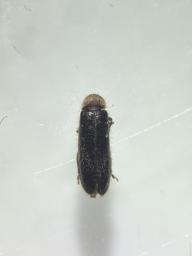 Thoracic Checkered Beetle photo 4