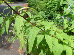 Eupatorium glehnii