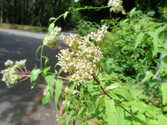 Eupatorium glehnii