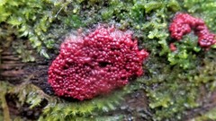 Arcyria stipata
