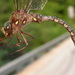 Ocellated Darner - Photo (c) Mike V.A. Burrell, some rights reserved (CC BY-NC), uploaded by Mike V.A. Burrell
