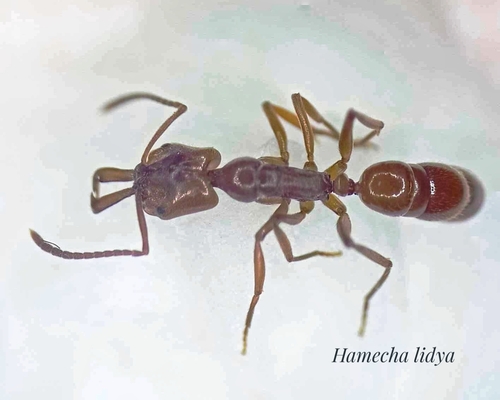 Anochetus ghilianii