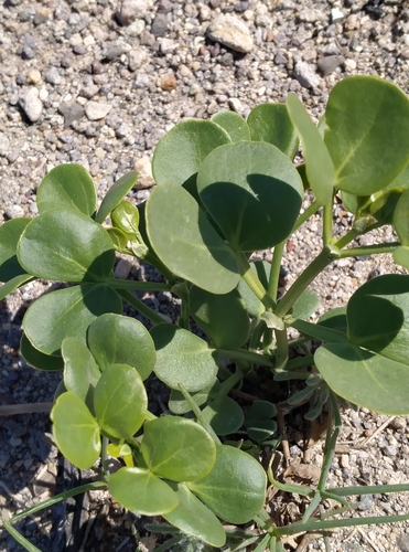 Syrian bean-caper