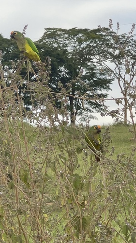Peach-fronted Parakeet
