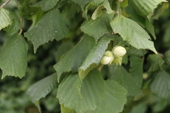 Corylus avellana