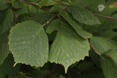 Corylus avellana