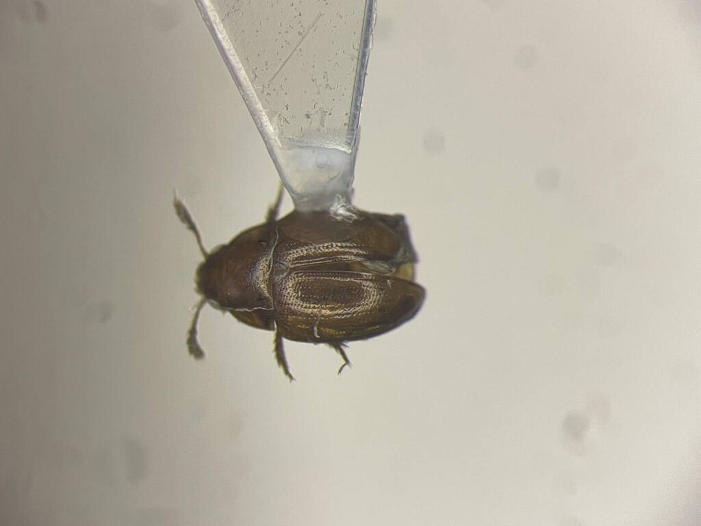 Leiodes conjuncta