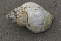 Buccinum undatum