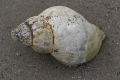 Buccinum undatum
