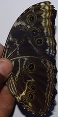 Morpho deidamia