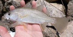 Silver Croaker photo 5