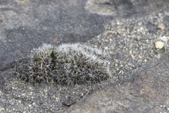 Grimmia pulvinata