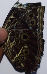 Morpho deidamia
