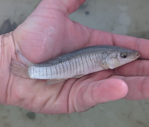Longnose killifish (Fundulus similis) — Fundulidae — 3