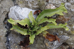 Asplenium scolopendrium